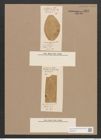 Navicula affirmata Lend.-Fortm. (de-Toni-Nr.: Genus 1, Species 475) Zeichnungen Sammlung Grunow Nr. 982 (NHMW-BOT-W0367492)